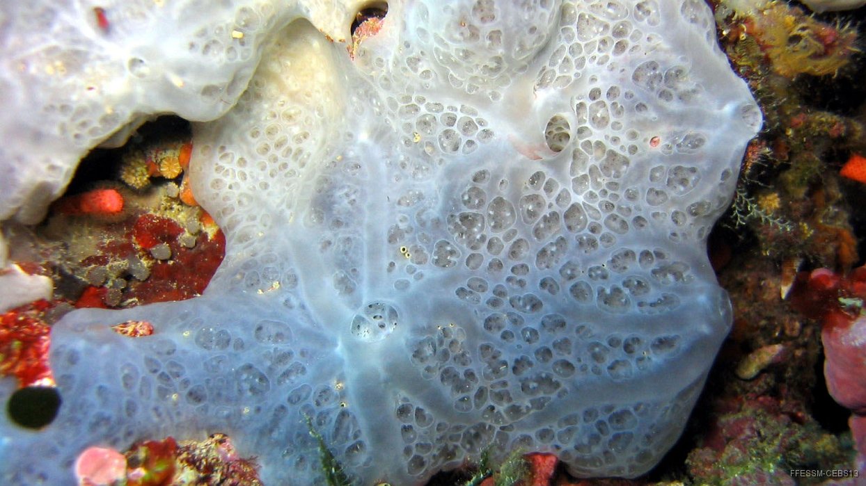 090 Eponge bleue encroutante (Phorbas tenacior).jpg - Eponge bleue encroutante (Phorbas tenacior)